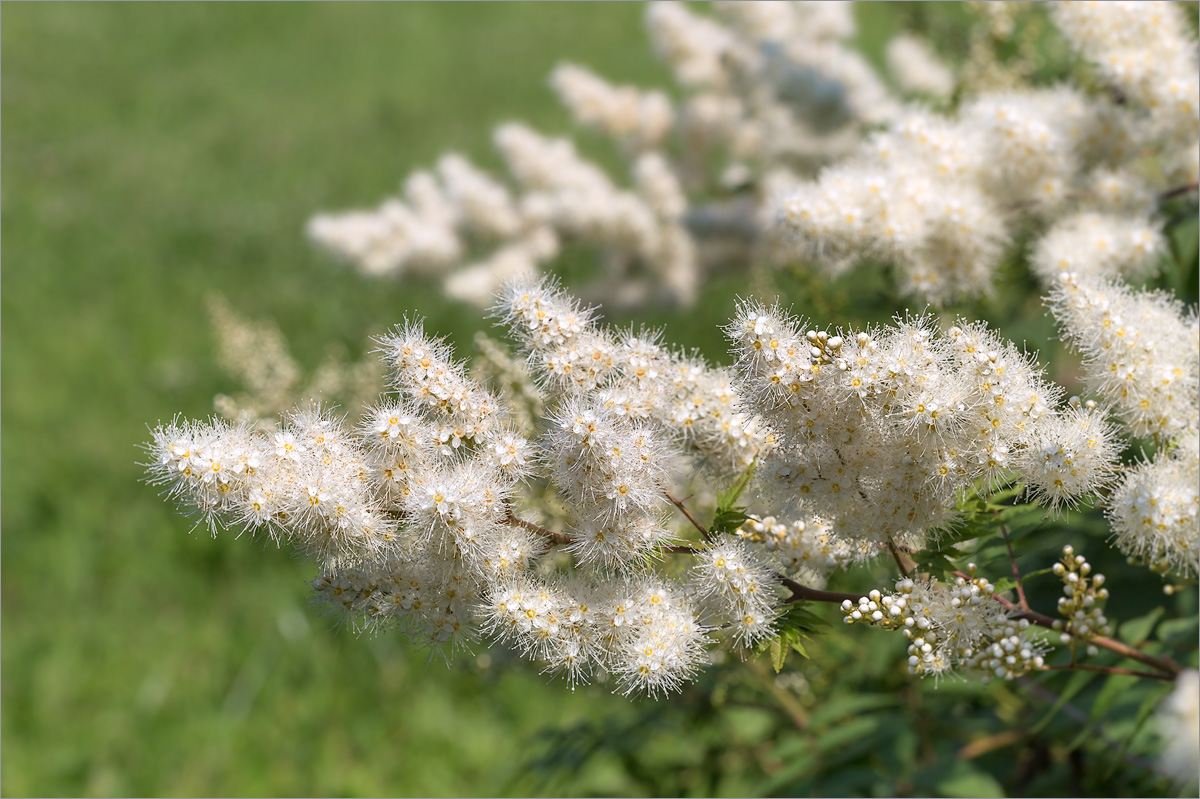 Image of Sorbaria sorbifolia specimen.