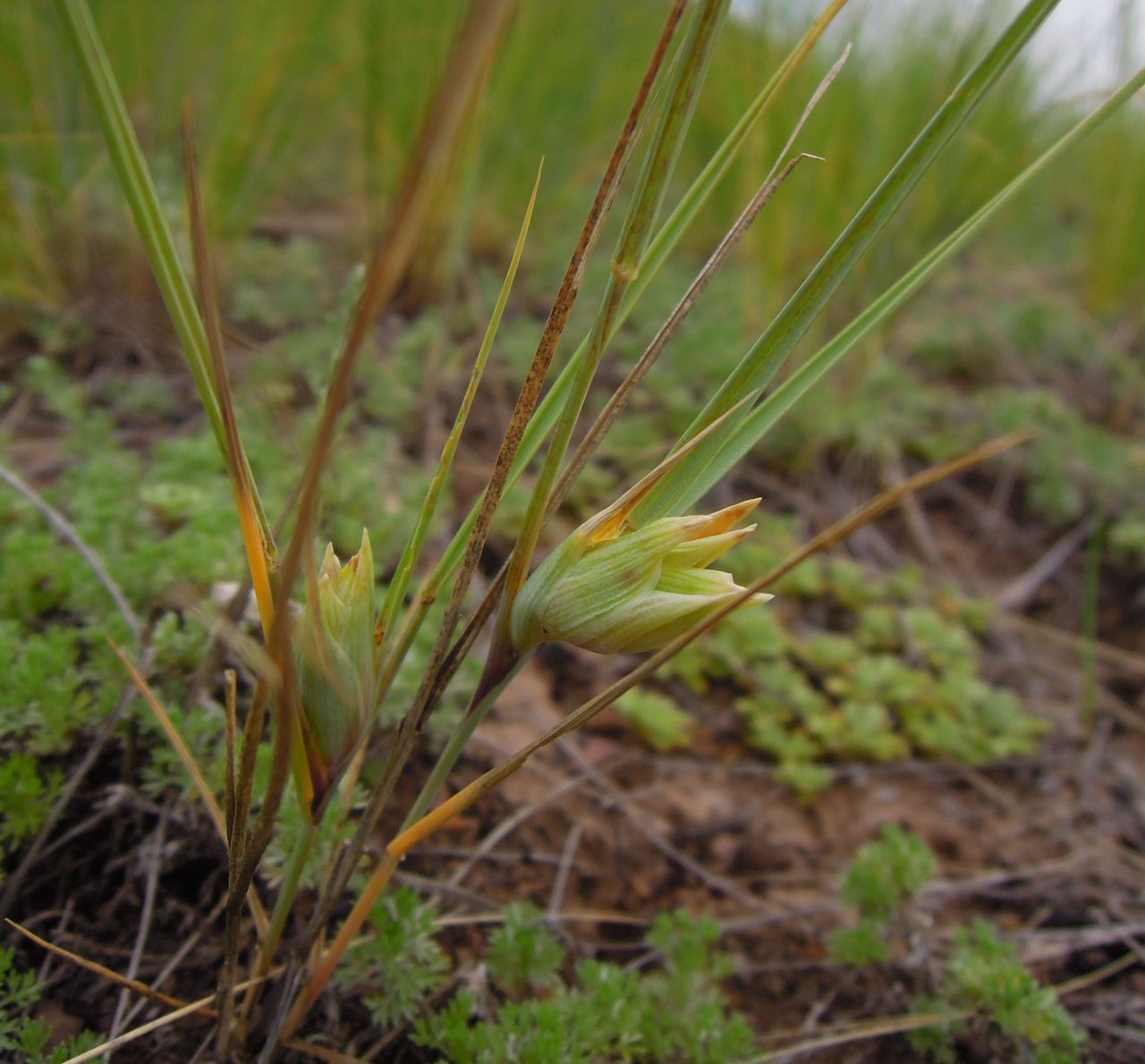 Изображение особи семейство Poaceae.