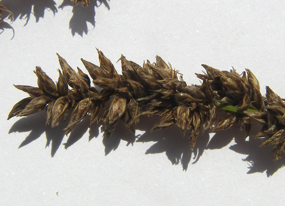 Image of Carex paniculata specimen.