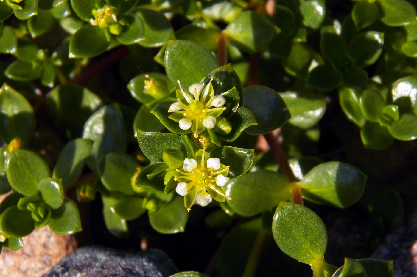 Image of Honckenya peploides ssp. diffusa specimen.