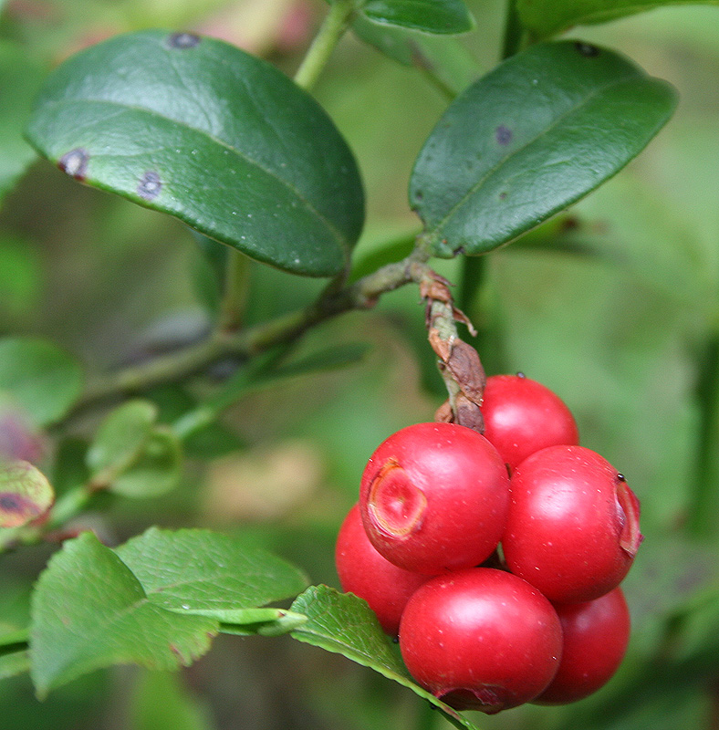 Изображение особи Vaccinium vitis-idaea.
