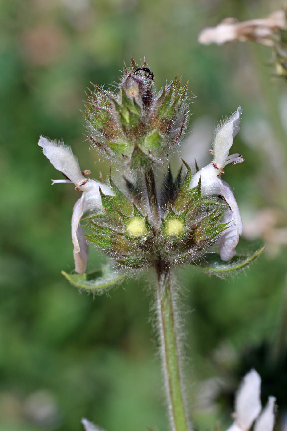 Изображение особи Stachys hissarica.