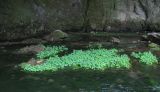 Cardamine amara