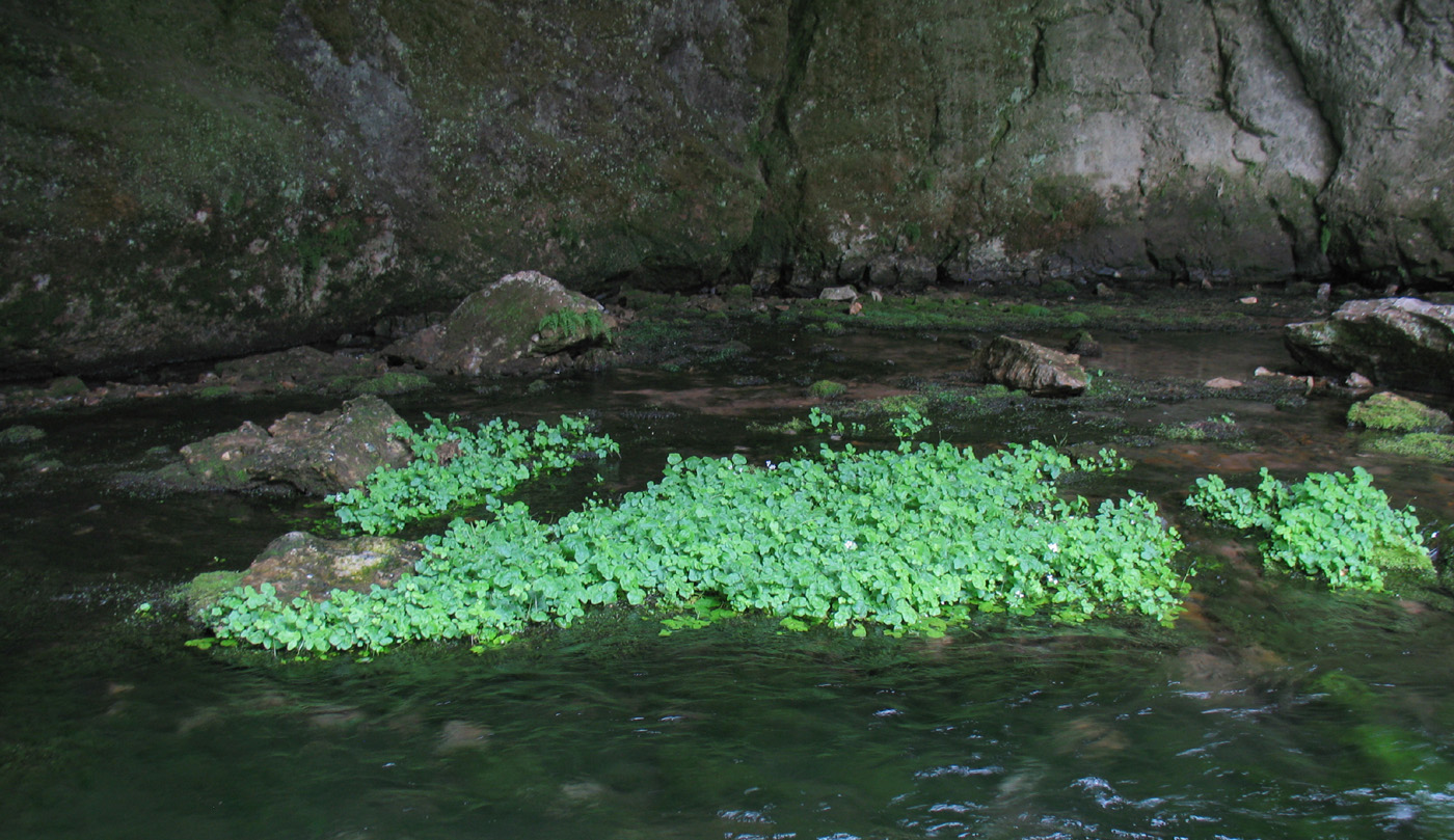 Image of Cardamine amara specimen.