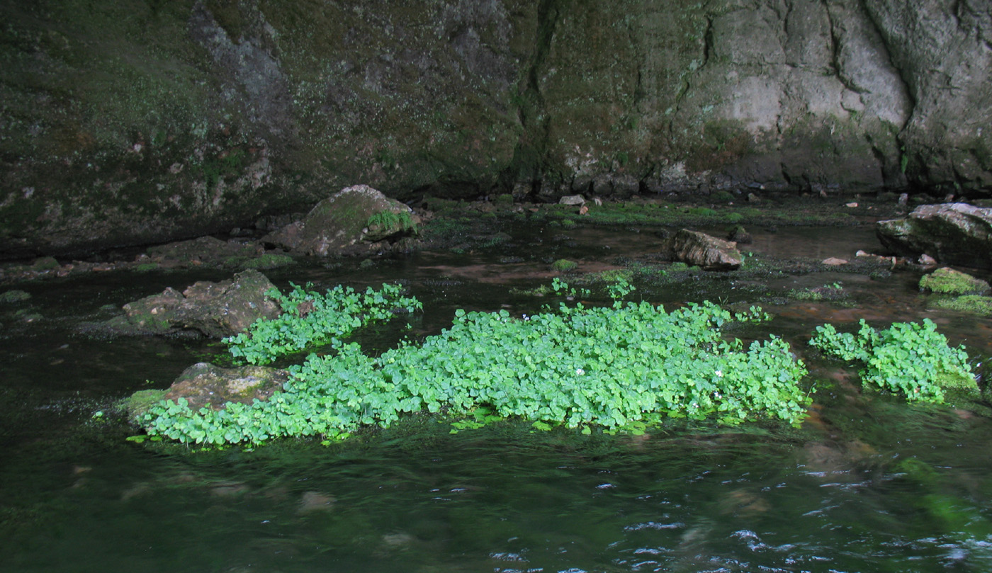 Image of Cardamine amara specimen.