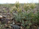 Astragalus dilutus