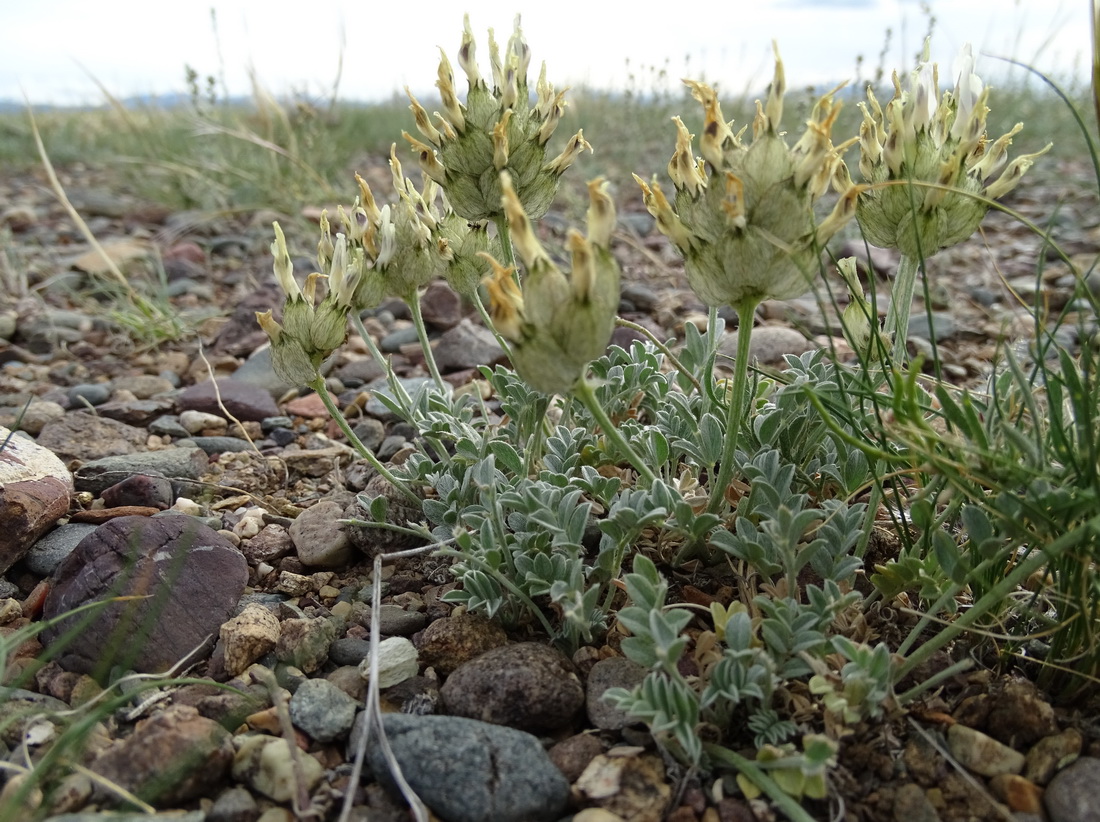 Изображение особи Astragalus dilutus.