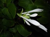 Hosta plantaginea