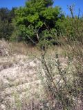 Artemisia campestris