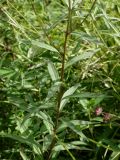 Aster maackii