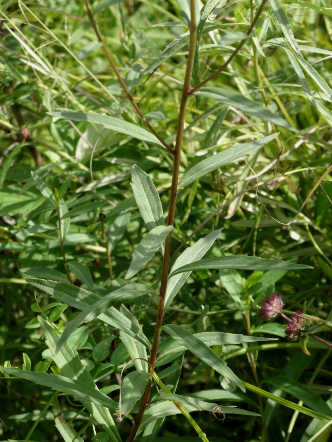 Изображение особи Aster maackii.