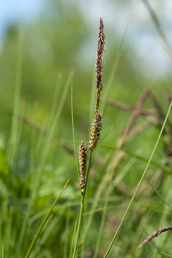 Image of Carex juncella specimen.