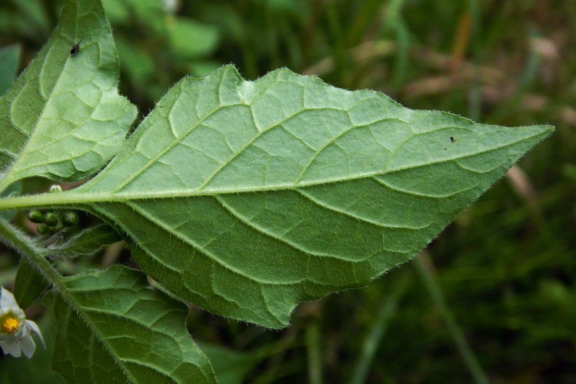 Изображение особи Solanum nigrum ssp. schultesii.