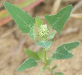 Chenopodium acerifolium