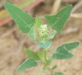 Chenopodium acerifolium. Цветущее растение высотой около 10 см. Ленинградская обл., Лужский р-н, песчаный нанос на берегу р. Луги. 21.06.2008.