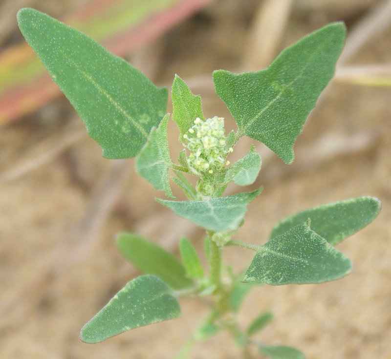 Image of Chenopodium acerifolium specimen.