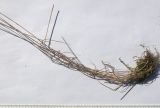 Poa araratica