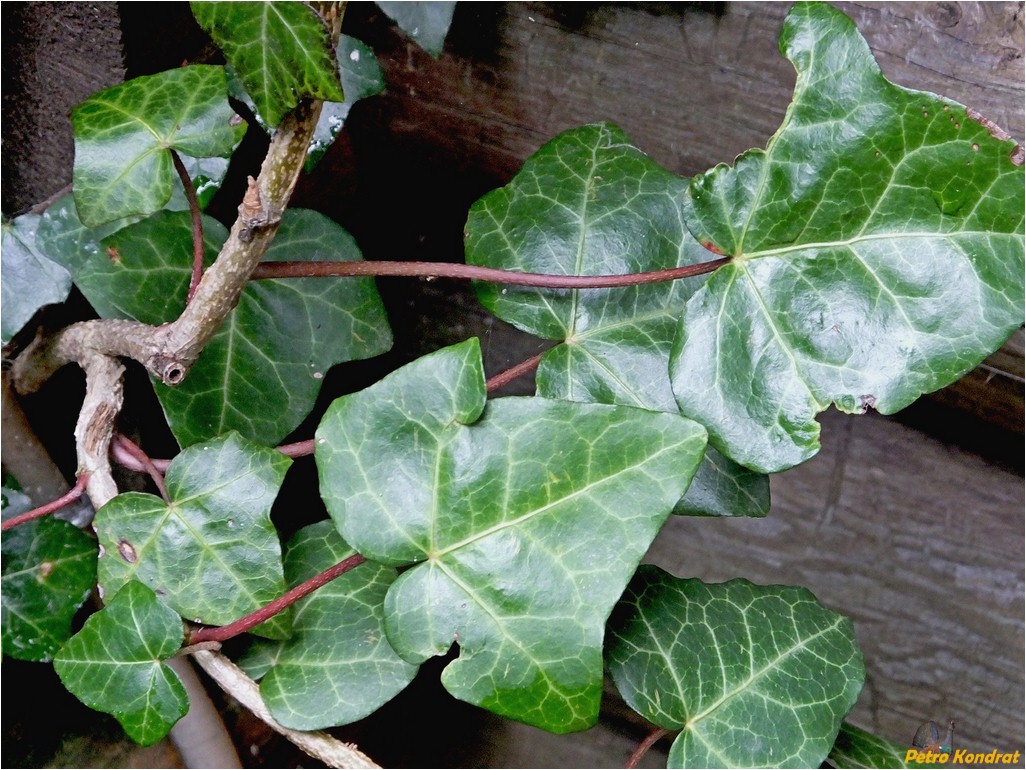 Изображение особи Hedera helix.