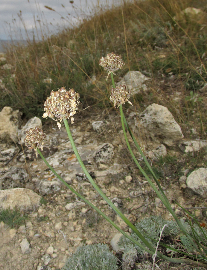 Изображение особи Allium tarkhankuticum.