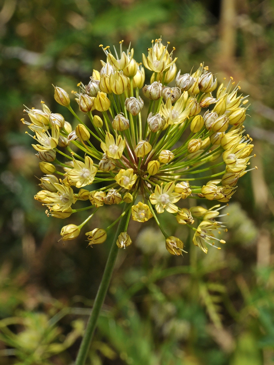 Image of Allium eriocoleum specimen.