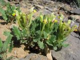 Scutellaria subcaespitosa