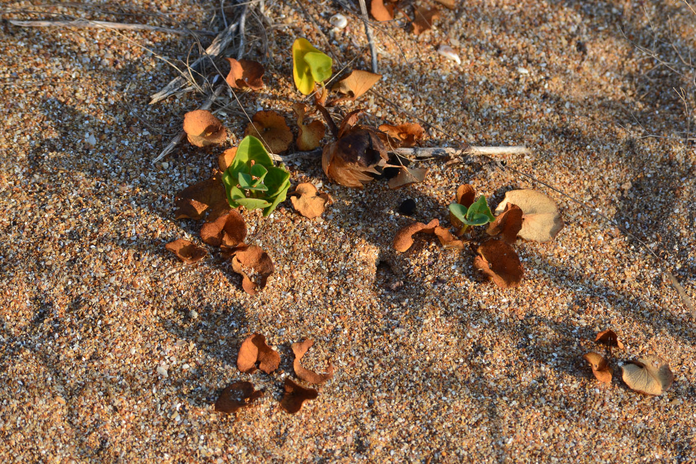 Image of Calystegia soldanella specimen.