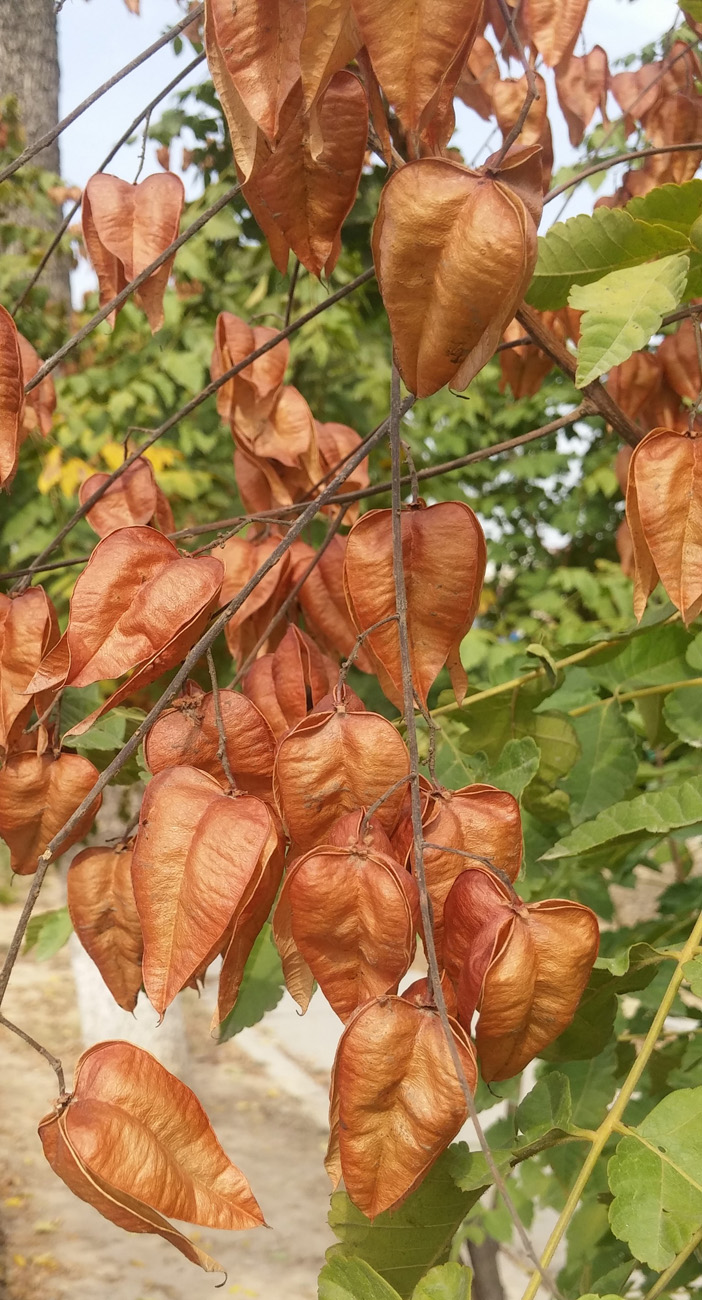 Image of Koelreuteria paniculata specimen.