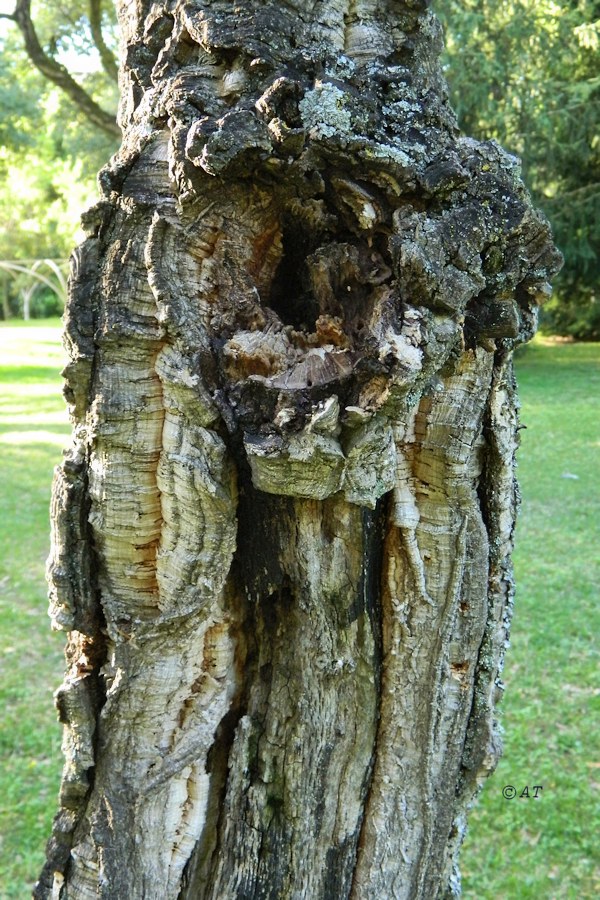 Image of Quercus suber specimen.