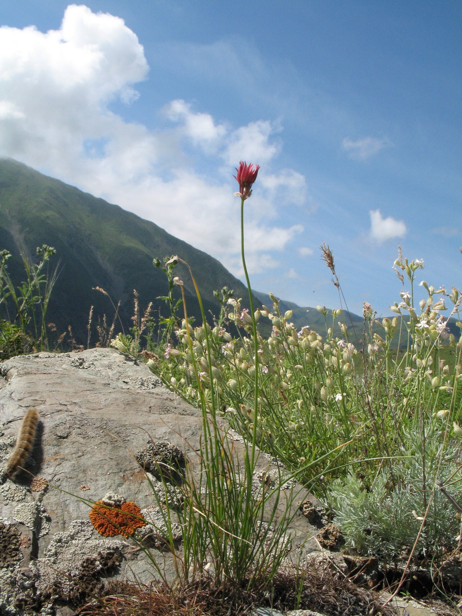 Image of Allium inconspicuum specimen.