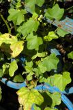 Malva variety neuroloma