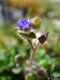 Veronica triloba