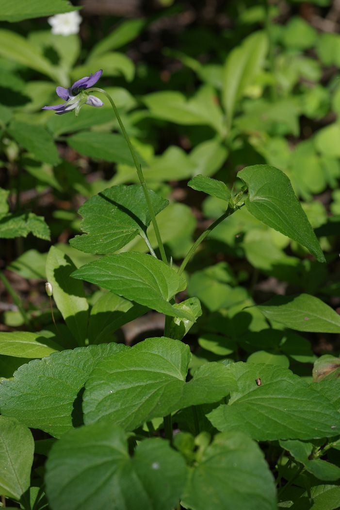 Изображение особи Viola riviniana.