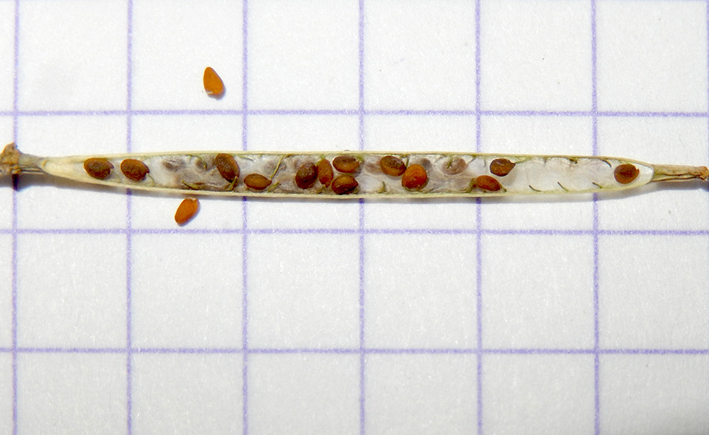Image of Diplotaxis tenuifolia specimen.