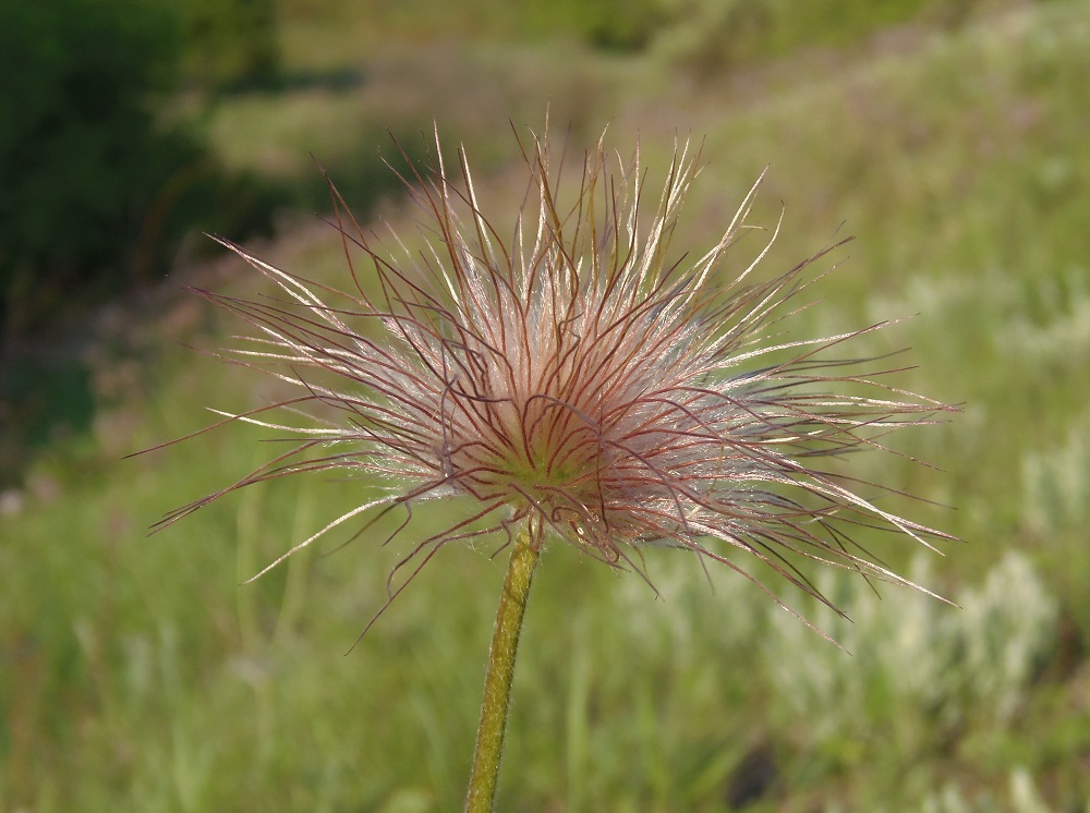 Изображение особи Pulsatilla ucrainica.