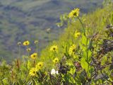 Doronicum altaicum. Цветущее растение. Восточный Саян, хр. Большой Саян, истоки р. Сорхой, склон с тундрово-луговой растительностью. 20.07.2015.