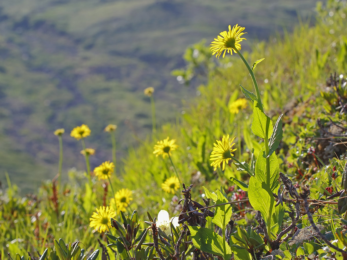 Изображение особи Doronicum altaicum.