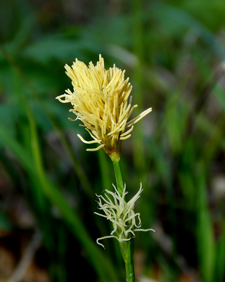 Изображение особи Carex michelii.