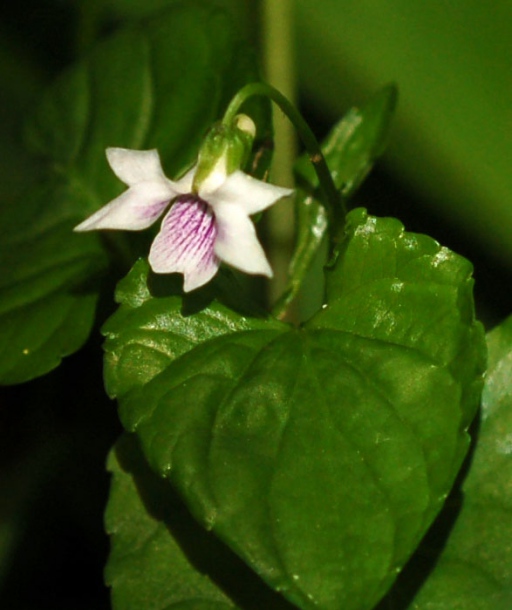 Изображение особи Viola verecunda.