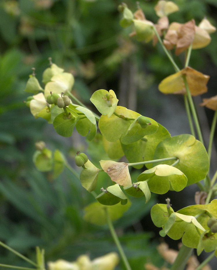 Изображение особи Euphorbia glaberrima.