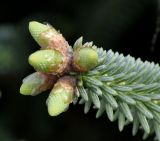 Abies pinsapo