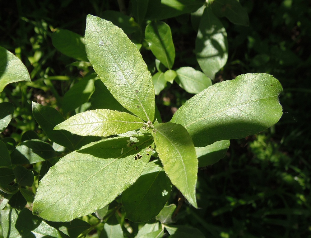 Изображение особи Salix cinerea.