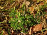 Lycopodium juniperoideum