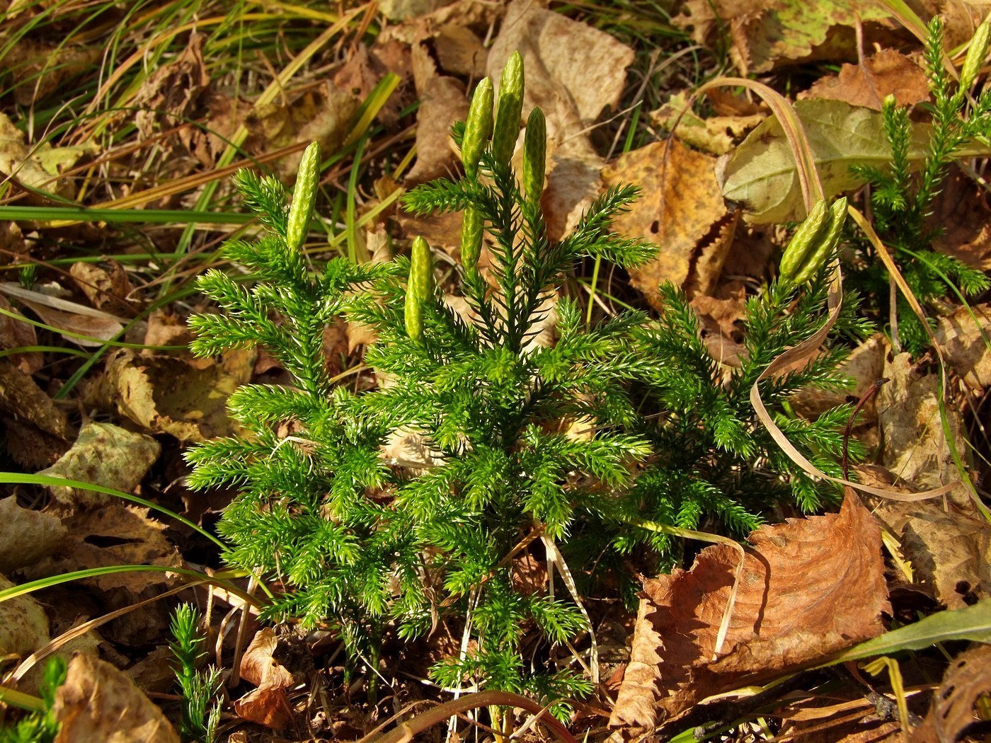 Изображение особи Lycopodium juniperoideum.