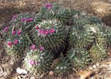 Mammillaria compressa. Цветущее растение. Австралия, Новый Южный Уэльс, пос. Лайтнинг Ридж, питомник кактусов, основанный в 1966 г. Джоном и Элизабет Беван (Bevan). 14.09.2009.