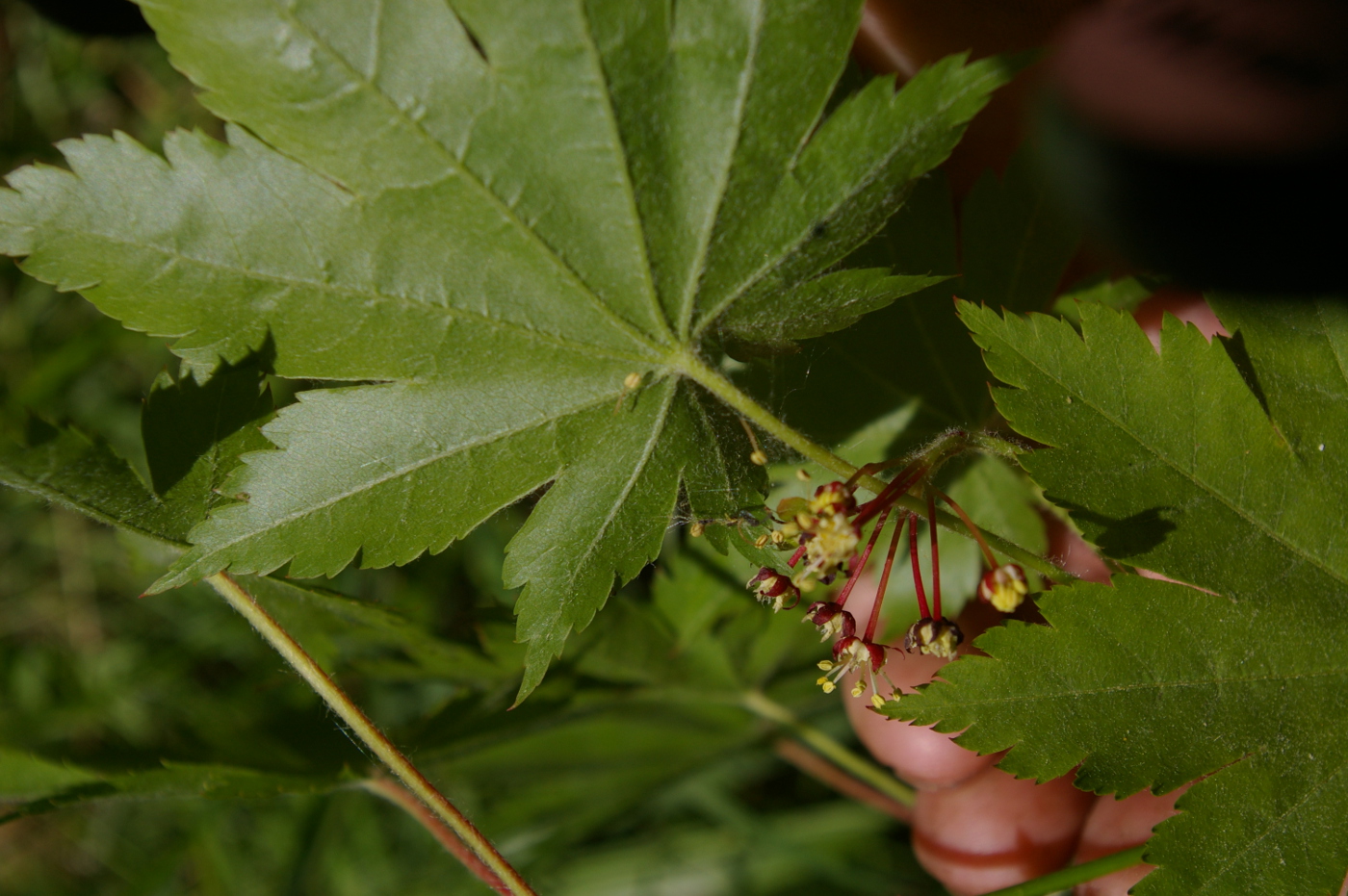 Изображение особи Acer pseudosieboldianum.