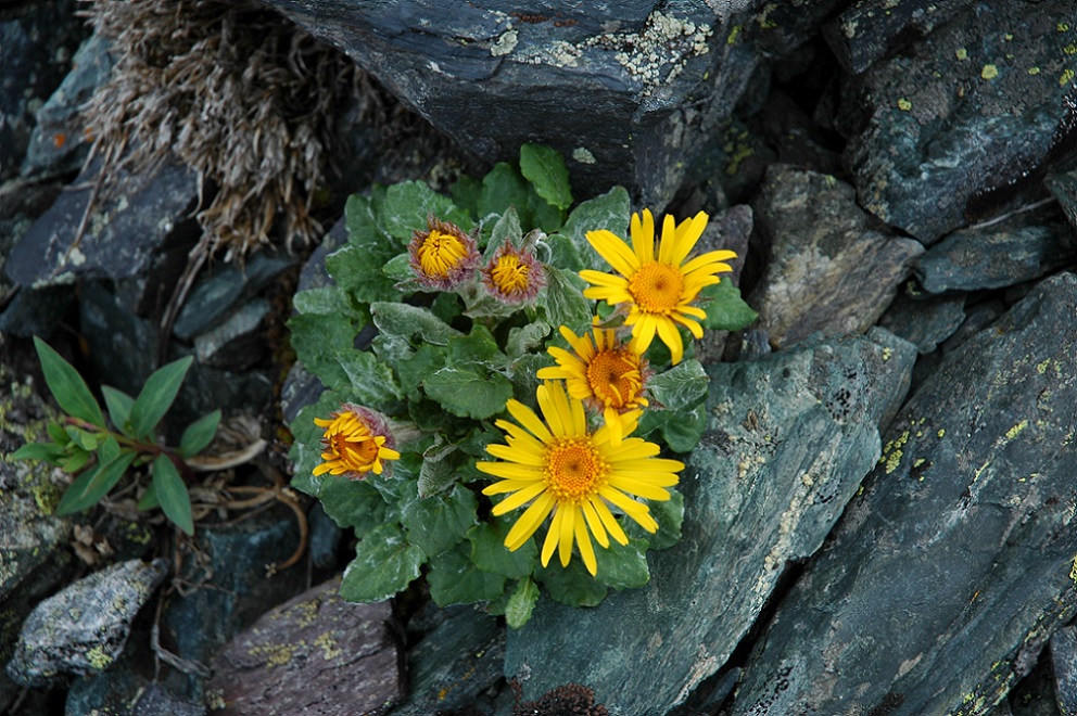 Image of Tephroseris pricei specimen.