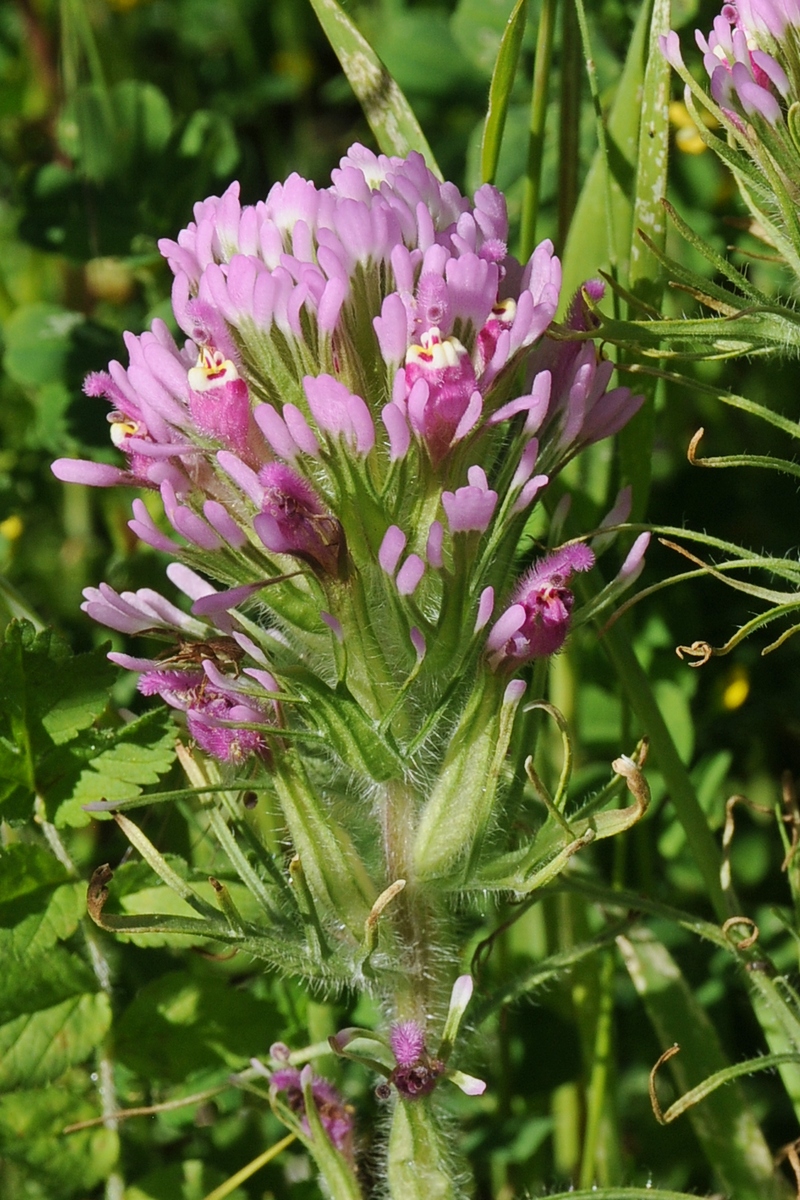 Image of Castilleja exserta specimen.