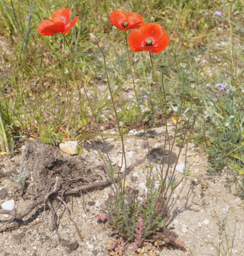 Image of Papaver lecoqii specimen.