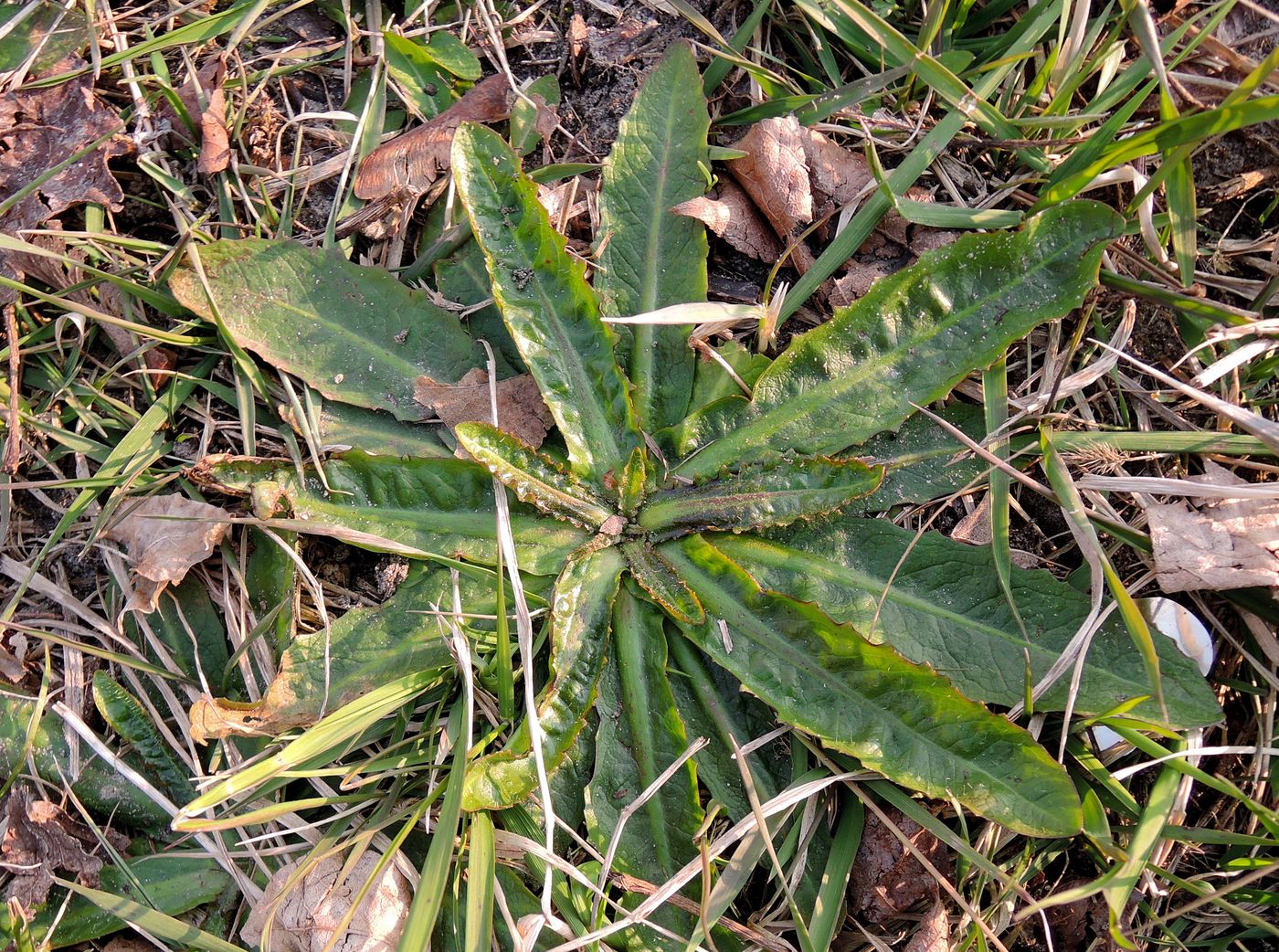 Image of Cichorium intybus specimen.