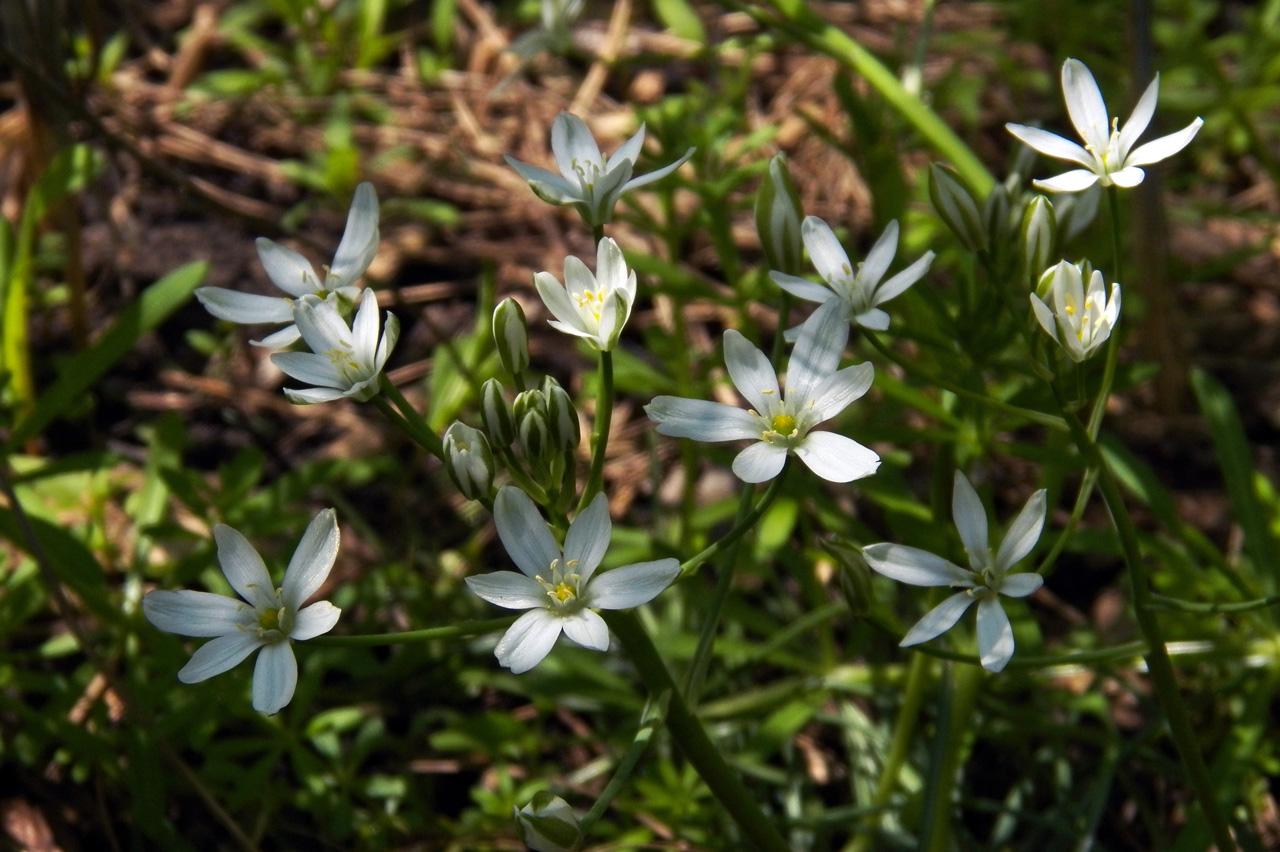 Image of Ornithogalum kochii specimen.